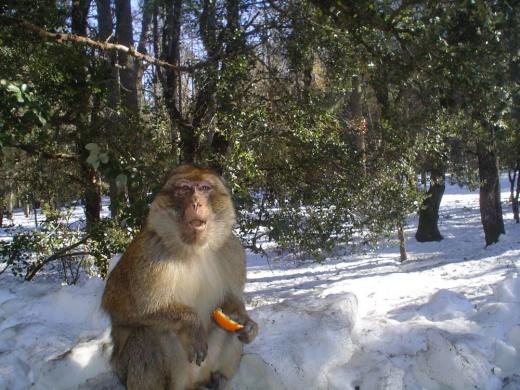 transfer from Merzouga to Fes